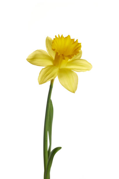 istock Spring yellow daffodil flower isolated on white background. 1371352063