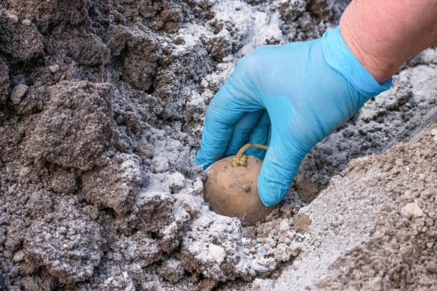 Close up view of gardeners hand in gloves planting potato tuber with growing points and young green sprouts on ground with ash as natural fertilizer for harvest. Potato tuber is ready to be sowed vista de cerca de los jardineros entregando guantes plantando tubérculo de papa con puntos de crecimiento y brotes verdes jóvenes en el suelo con ceniza como fertilizante natural para la cosecha. el tubérculo de papa está listo para ser sembrado