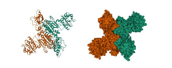 3D cartoon and Gaussian surface models, chain id color scheme, PDB 4ah6, white background