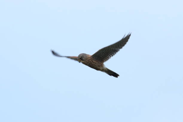 istock Angel Wings Kestrel 1371352812