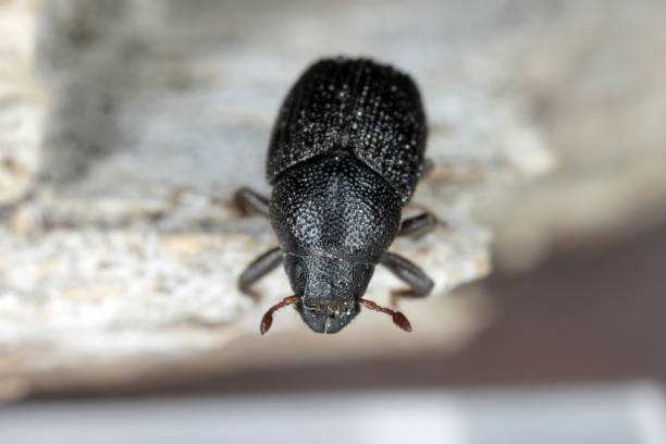 istock Greater ash bark beetle (Hylesinus crenatus), on wood, 1371354663