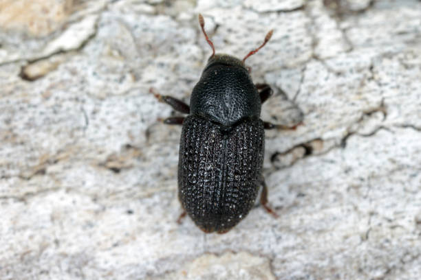 istock Greater ash bark beetle (Hylesinus crenatus), on wood, 1371354673