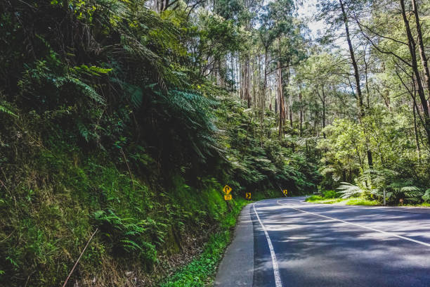 istock A road through a rainforest in Australia. 1371356096
