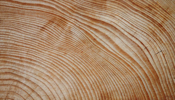 istock background texture of old wood surface 1371356207