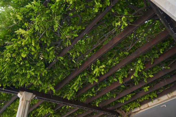 istock Pergola canopy overgrown with climbing plants 1371357679