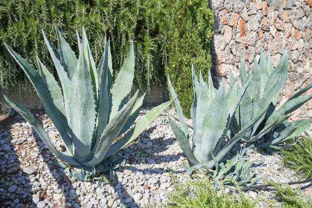 istock Large bushes of American agave 1371358450