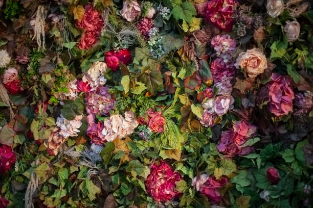 Texture of roses. Dry roses.