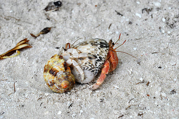 crabs ermitaño - land hermit crab fotografías e imágenes de stock