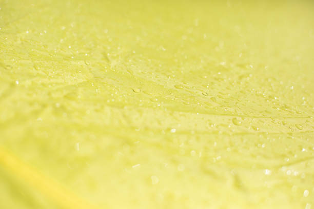 Wet cloth. Drops on yellow fabric. Wet awning from the rain.