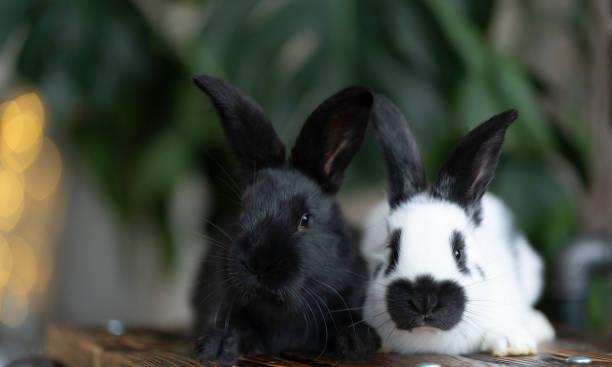 緑の怪物植物の背景に対する2匹のウサギの縦画像 - pets friendship green small ストックフォトと画像