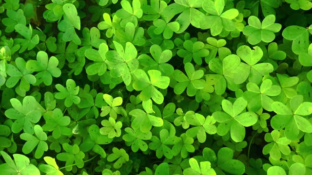 Clover 4k background stock footage directly above view point
