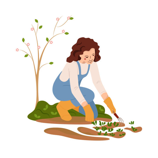 여성 농부는 흰색에 고립 된 씨앗에 식물을 재배합니다. 작업 하는 동안 농업 소녀. 소녀는 침대를 잡초. 플랫 스타일의 벡터 일러스트레이션 - weeding stock illustrations
