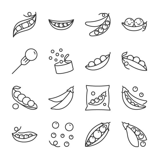 zestaw ikon grochu. groch, ikona roślin strączkowych. edytowalny obrys linii - vetch stock illustrations