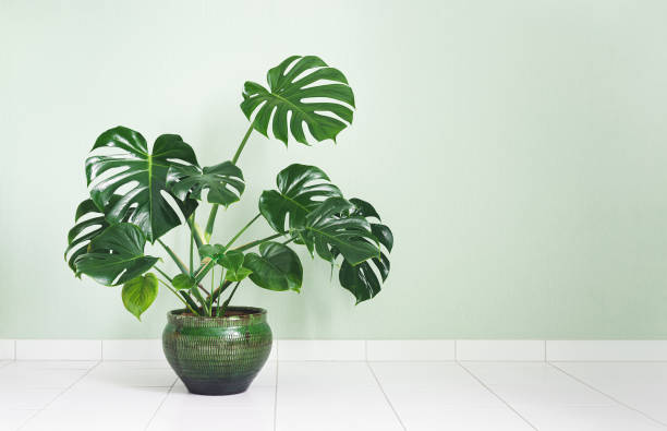 istock Monstera deliciosa in a green flower pot 1371362239