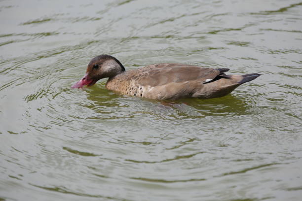 istock beautiful duck in the pond with nature background. 1371363569