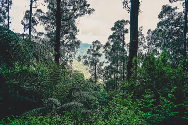 istock View through the trees in the rainforest. 1371363659