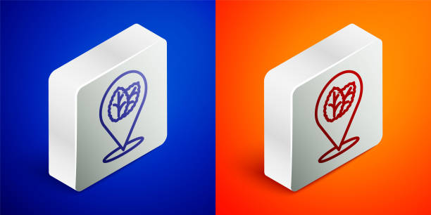 ilustrações de stock, clip art, desenhos animados e ícones de isometric line tobacco leaf icon isolated on blue and orange background. tobacco leaves. silver square button. vector - cigarette tobacco symbol three dimensional shape