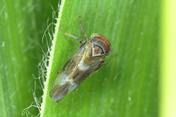 Photo of Tiny leafhopper on a corn leaf.