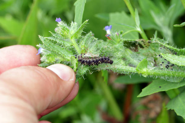 istock Caterpillar of painted lady (Vanessa cardui). It is migrating butterfly species whose larvae can damage many types of crops. 1371367129