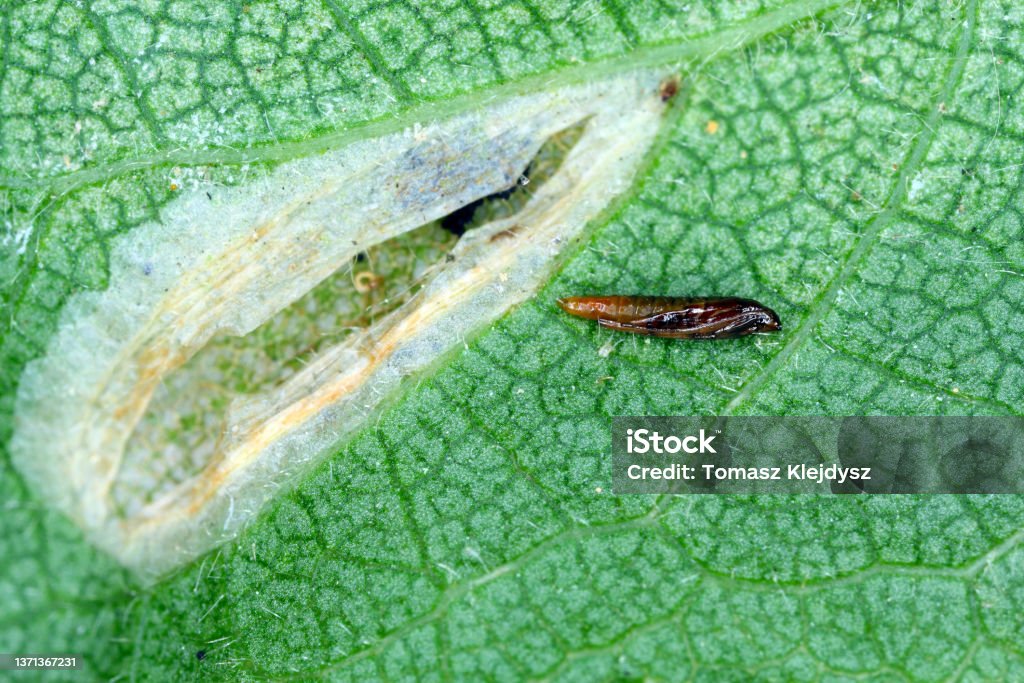 Pupa of the spotted tentiform leafminer (Phyllonorycter blancardella) in feeding place of caterpillar on apple leaf. It is a moth of the family Gracillariidae. Leaf Stock Photo