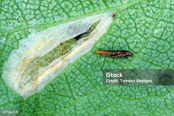 Pupa Of The Spotted Tentiform Leafminer In Feeding Place Of Caterpillar On Apple Leaf It Is A Moth Of The Family Gracillariidae Stock Photo - Download Image Now