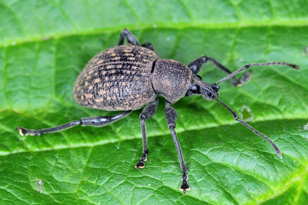 käfer von otiorhynchus (manchmal otiorrhynchus) auf blatt. viele von ihnen, z.b. schwarzer rüsselkäfer (o. sulcatus) oder erdbeerwurzelrüsselkäfer (o. ovatus) sind wichtige schädlinge. - strawberry vine stock-fotos und bilder