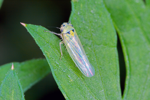 Macrosteles laevis leafhopper from the family Cicadellidae on a carrot leaf.