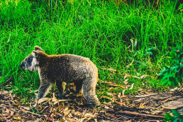 A koala relaxes walking on the floor.