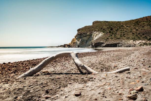 istock virgin beach with wrecked tree trunk in foreground 1371368141