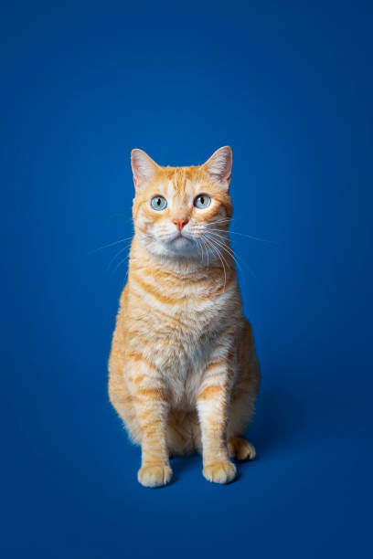 istock Persian tabby cat on infinite blue background 1371368833
