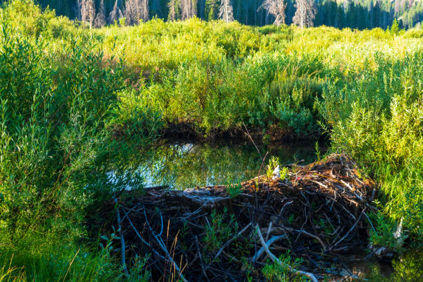 Beaver Dam in the Sawtooth National Recreation Area, Idaho Beaver dam at the headwaters of the Salmon River, Sawtooth National Recreation Area, Idaho beaver dam stock pictures, royalty-free photos & images