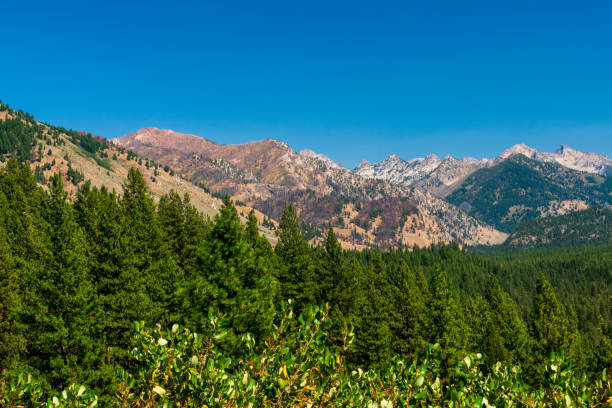 Sawtooth Mountains and wildflowers from FR653 near Stanley, Idaho