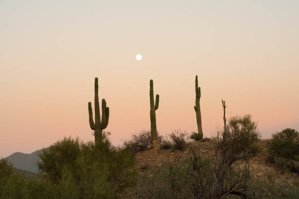 istock cacti at sunset on desert mountain 1371370927