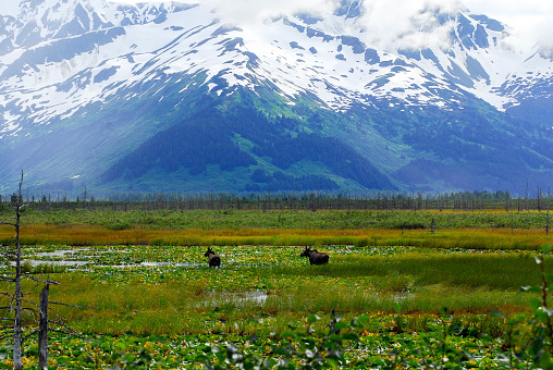 Moose in natural setting in water lilies in front of snow covered  mountain in Alaska in Kenai