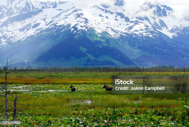 Two Moose Running Through Water Lilies At Snow Covered Mountains In Alaska Stock Photo - Download Image Now