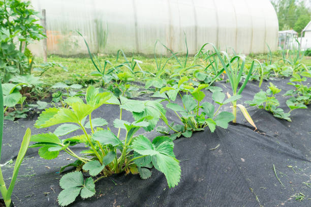 Strawberry seedlings grow in the garden, the ground is covered with geotextiles or landscape fabric stock photo