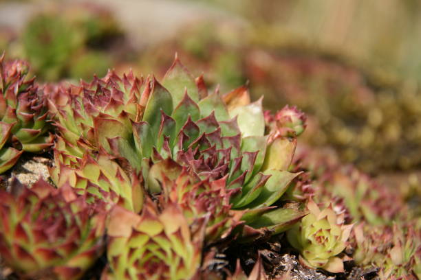 istock Sempervivum Houseleek Succulents 1371371095
