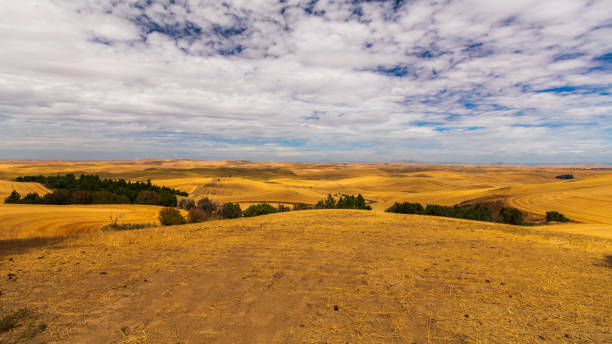istock Summer in The Palouse, Washington 1371372719