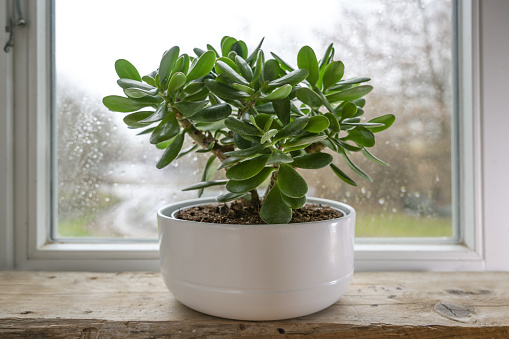 Crassula ovata, conocida como planta de la suerte o árbol del dinero en una maceta blanca frente a una ventana en un día lluvioso, enfoque seleccionado, profundidad de campo estrecha photo