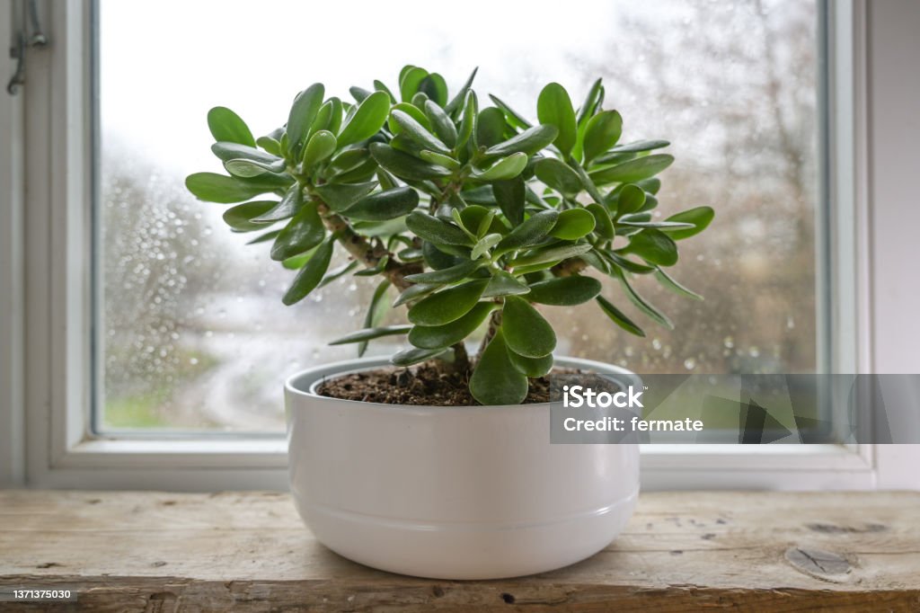 Crassula ovata, known as lucky plant or money tree in a white pot in front of a window on a rainy day, selected focus, narrow depth of field Jade Plant Stock Photo