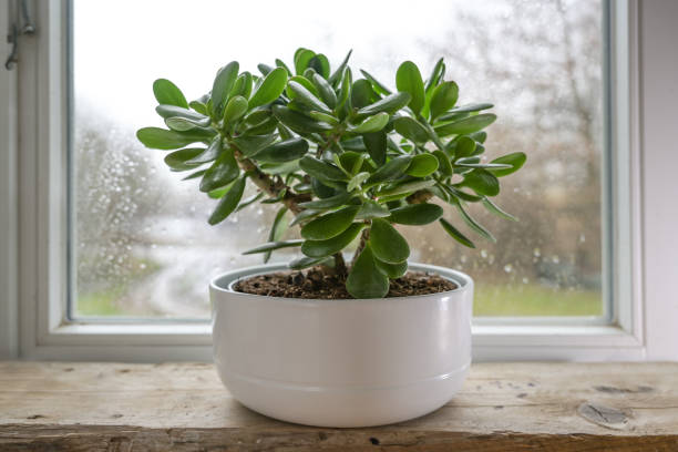Crassula ovata, known as lucky plant or money tree in a white pot in front of a window on a rainy day, selected focus, narrow depth of field stock photo