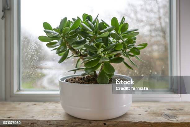 Crassula Ovata Known As Lucky Plant Or Money Tree In A White Pot In Front Of A Window On A Rainy Day Selected Focus Narrow Depth Of Field Stock Photo - Download Image Now