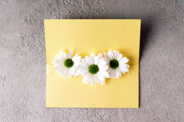 istock white daisies lie on a yellow envelope, on a gray stone, copy space 1371375712