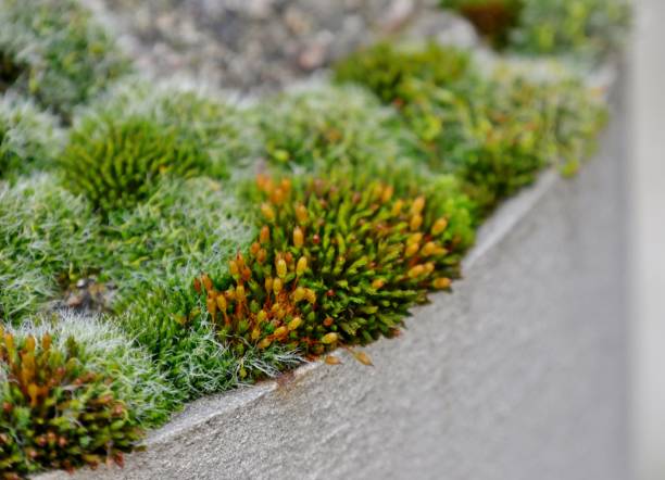 istock Moss plant up close 1371376785