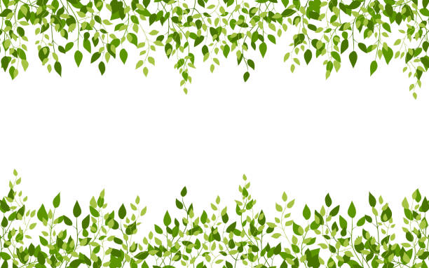 rama liści brzozowa wiosenna liść zielony płaski styl - wedding flower decor invitation stock illustrations