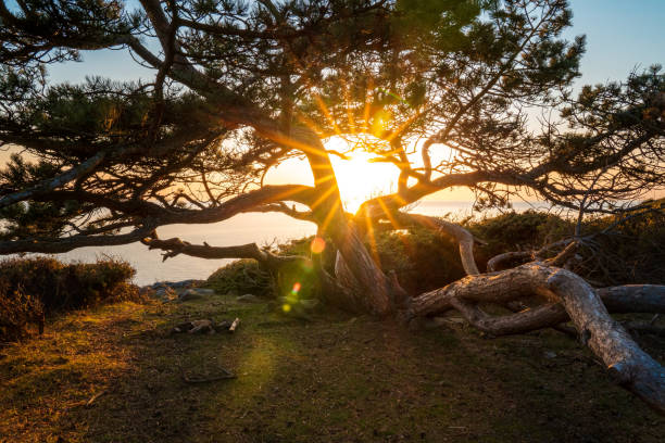 luce dorata della stella solare che passa attraverso un albero su una montagna sulla costa svedese. - lone tree foto e immagini stock