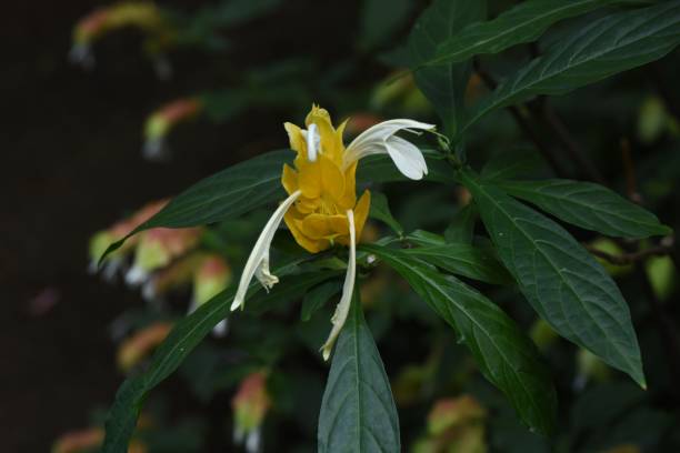 Pachystachys lutea (Lollipop flower). Pachystachys lutea (Lollipop flower). A tropical evergreen shrub of the Acanthaceae native to Central and South America. pachystachys lutea stock pictures, royalty-free photos & images