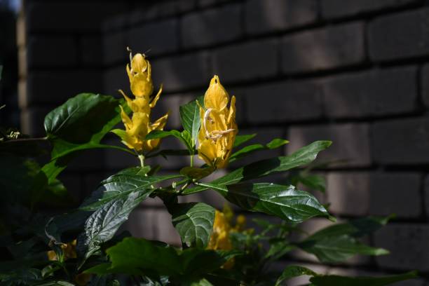 Pachystachys lutea (Lollipop flower). Pachystachys lutea (Lollipop flower). A tropical evergreen shrub of the Acanthaceae native to Central and South America. pachystachys lutea stock pictures, royalty-free photos & images