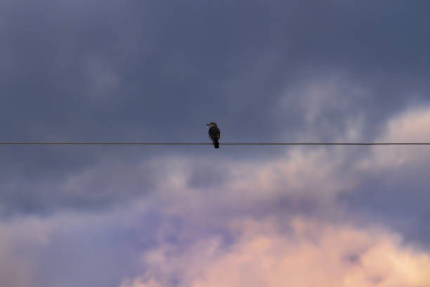 istock small bird known as White-rumped Monjita, (Xolmis velatus), perched alone on an electrical wire, under a blue sky with clouds shaded in gray and yellow. 1371381642