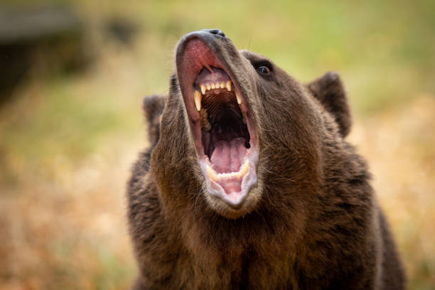 grizzly bear growling at camera - hostile environment imagens e fotografias de stock